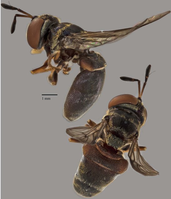 Microdon sp. "ZRCBDP0038778" • © Terence Kang • All Rights Reserved