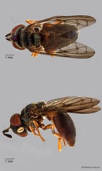 Microdon sp. "ZRCBDP0038778" • © Maimon Hussin • All Rights Reserved