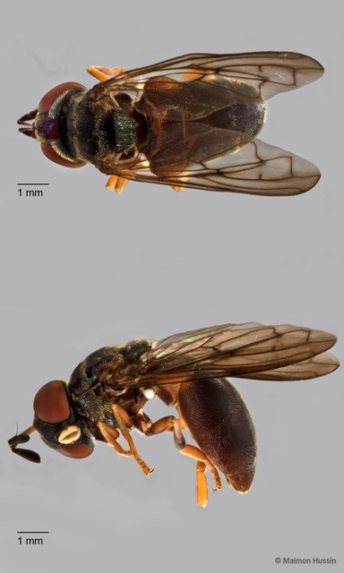 Microdon sp. "ZRCBDP0038778"
