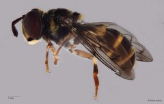Microdon sp. "ZRCBDP0052024"