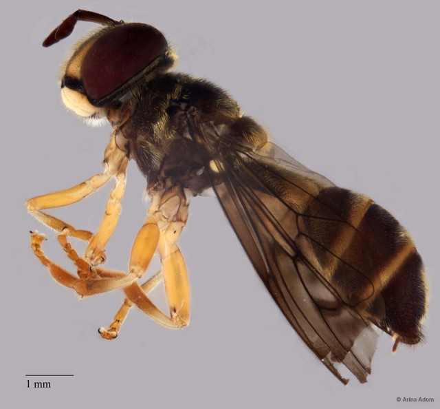 Microdon sp. "ZRCBDP0052067" • © Arina Adom • All Rights Reserved