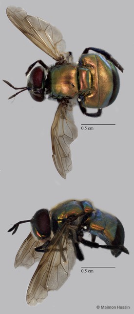 Microdon (Chymophila) sp. "ZRCBDP0072064" • © Maimon Hussin • All Rights Reserved