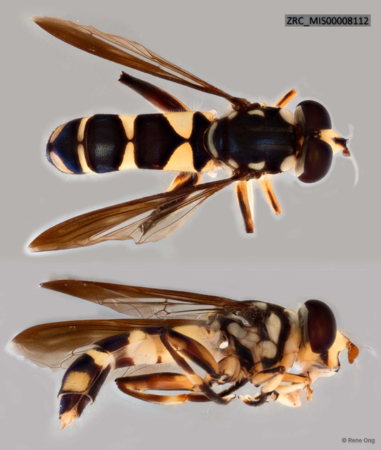 Milesia sp. "ZRC_MIS00008112" • © Rene Ong • All Rights Reserved