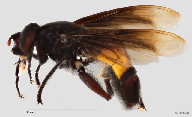 Milesia vespoides