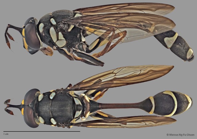 Monoceromyia javana