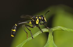 Monoceromyia javana • © Terence Kang • All Rights Reserved