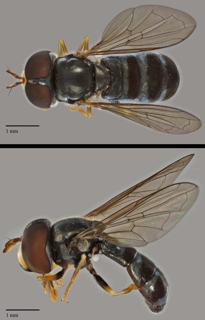 Paragus sp. "ZRCBDP0038853" • © Terence Kang • All Rights Reserved