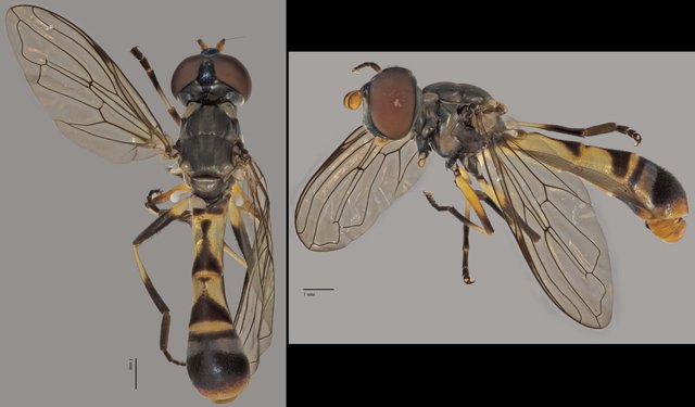 Spheginobaccha sp. "ZRCBDP0038842" • © Terence Kang • All Rights Reserved