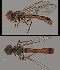 Spheginobaccha sp. "ZRCBDP0038985" • © Terence Kang • All Rights Reserved