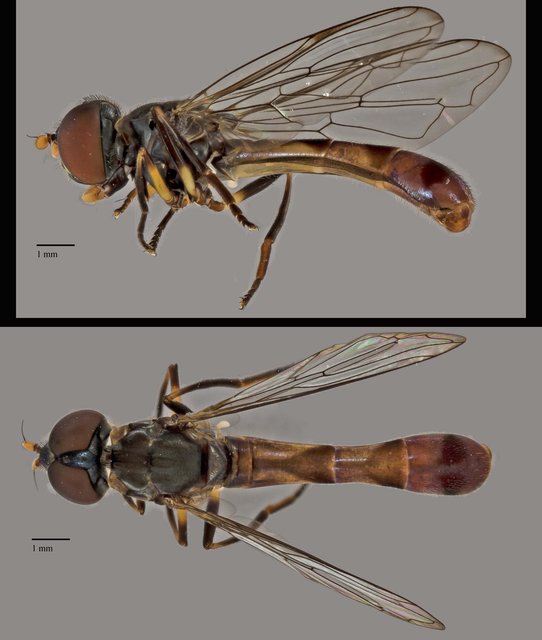 Spheginobaccha sp. "ZRCBDP0038985"