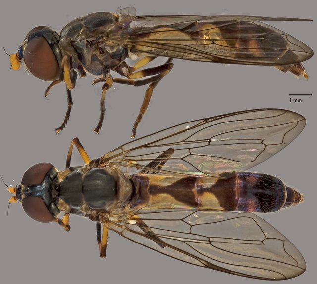 Spheginobaccha sp. "ZRCBDP0038985" • © Terence Kang • All Rights Reserved