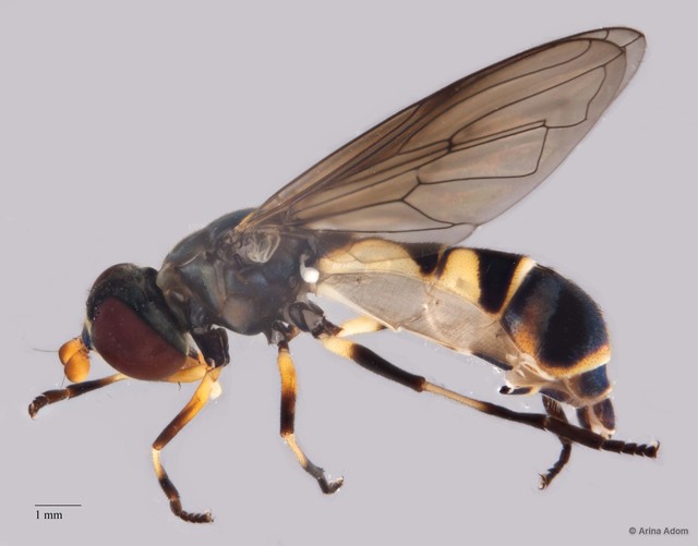 Spheginobaccha sp. "ZRCBDP0052003" • © Arina Adom • All Rights Reserved