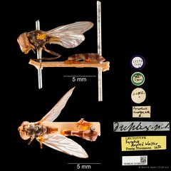 Spheginobaccha duplex (Walker, 1857)