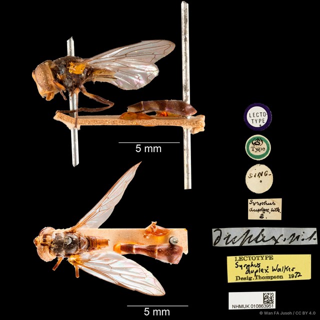 Spheginobaccha duplex • © Wan FA Jusoh • CC BY 4.0