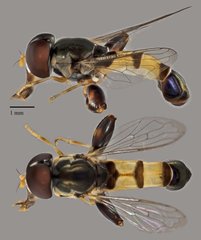Syritta sp. "ZRCBDP0038805" • © Terence Kang • All Rights Reserved