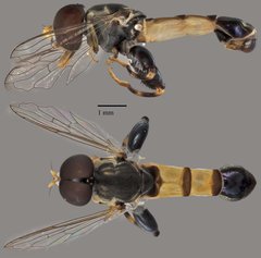 Syritta sp. "ZRCBDP0038805" • © Terence Kang • All Rights Reserved