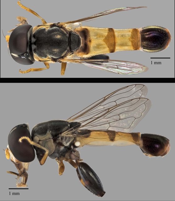 Syritta sp. "ZRCBDP0038909" • © Terence Kang • All Rights Reserved