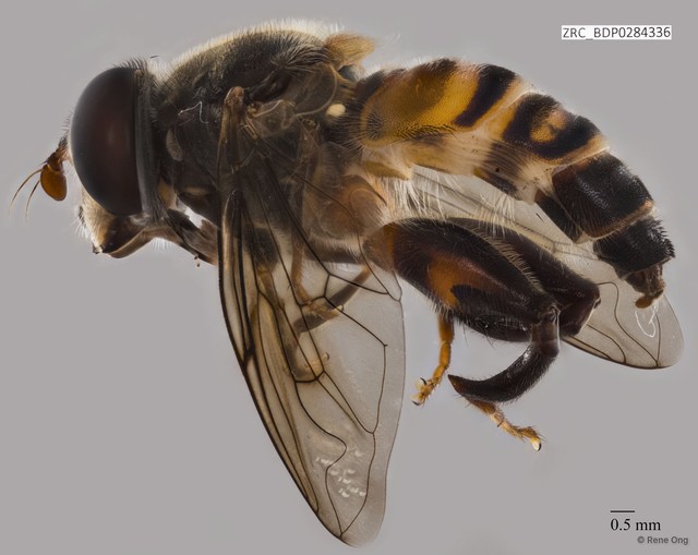 Tigridemyia sp. "ZRCBDP0284336" • © Rene Ong • All Rights Reserved