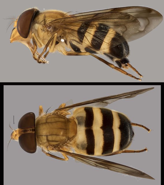 Volucella trifasciata • © Terence Kang • All Rights Reserved