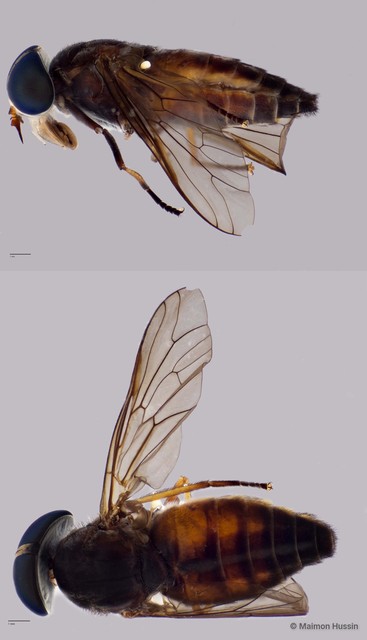 Tabanidae sp. "ZRCBDP0016561" • © Maimon Hussin • All Rights Reserved