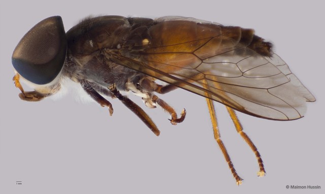 Tabanidae sp. "ZRCBDP0016568" • © Maimon Hussin • All Rights Reserved