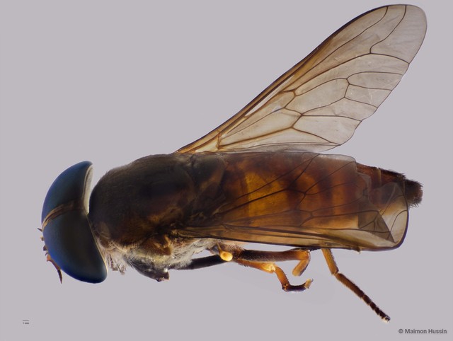 Tabanidae sp. "ZRCBDP0016673" • © Maimon Hussin • All Rights Reserved