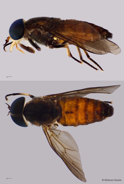 Tabanidae sp. "ZRCBDP0016748" • © Maimon Hussin • All Rights Reserved