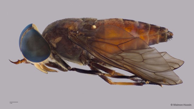 Tabanidae sp. "ZRCBDP0016837" • © Maimon Hussin • All Rights Reserved