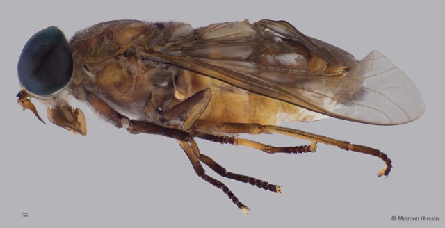 Tabanidae sp. "ZRCBDP0016911" • © Maimon Hussin • All Rights Reserved