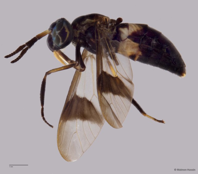 Chrysopsinae sp. "ZRCBDP0016933" • © Maimon Hussin • All Rights Reserved