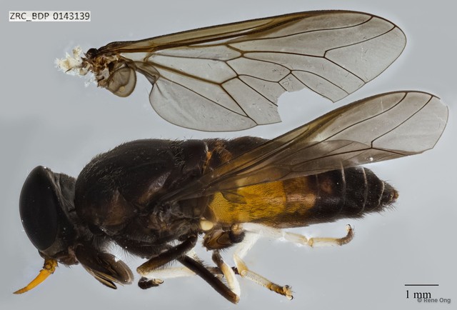 Tabanidae sp. "ZRCBDP0017020" • © Rene Ong • All Rights Reserved