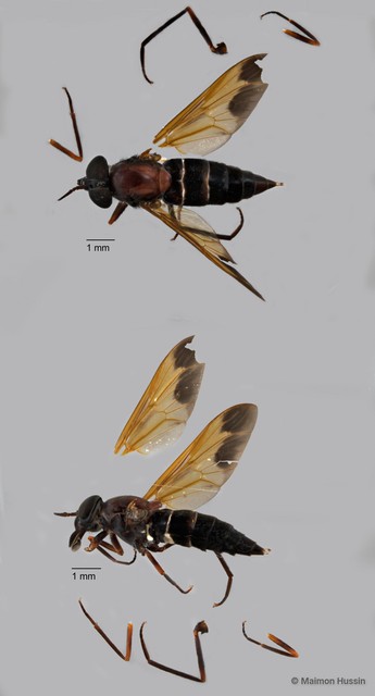 Tabanidae sp. "ZRCBDP0018385" • © Maimon Hussin • All Rights Reserved