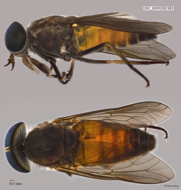 Tabanidae sp. "ZRCBDP282381" • © Rene Ong • All Rights Reserved