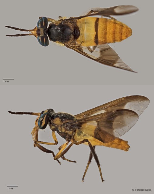 Chrysops sp. "ZRCBDP0017005" • © Terence Kang • All Rights Reserved