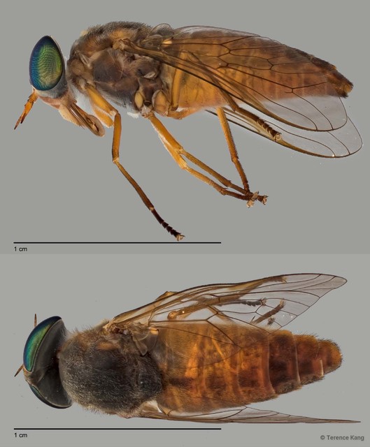 Cydistomyia sp. "ZRCBDP0016599" • © Terence Kang • All Rights Reserved