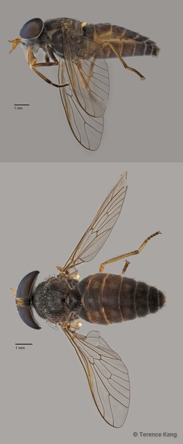 Tabanus sp. "ZRCBDP0016760" • © Terence Kang • All Rights Reserved