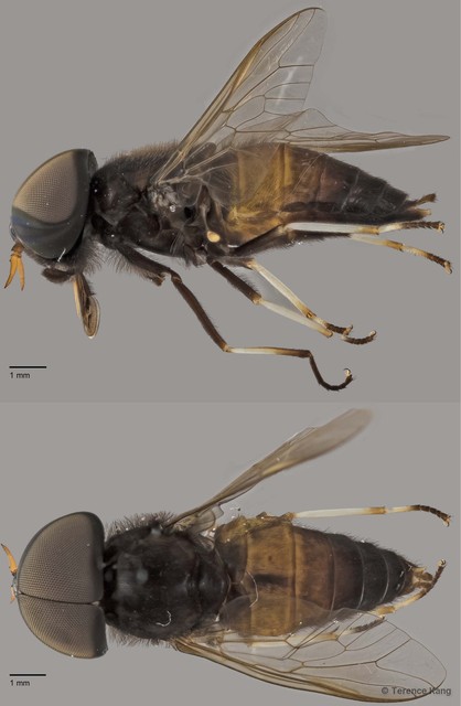 Tabanus sp. "ZRCBDP0016800" • © Terence Kang • All Rights Reserved