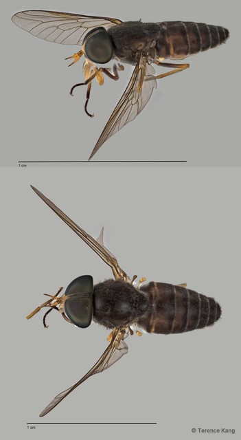 Tabanus sp. "ZRCBDP0016811" • © Terence Kang • All Rights Reserved