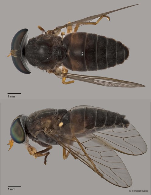 Tabanus sp. "ZRCBDP0016821/ZRCBDP0016840/ZRCBDP0016927/ZRCBDP0016982" • © Terence Kang • All Rights Reserved