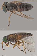 Tabanus sp. "ZRCBDP0016821/ZRCBDP0016840/ZRCBDP0016927/ZRCBDP0016982" • © Terence Kang • All Rights Reserved