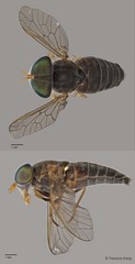Tabanus sp. "ZRCBDP0016821/ZRCBDP0016840/ZRCBDP0016927/ZRCBDP0016982" • © Terence Kang • All Rights Reserved