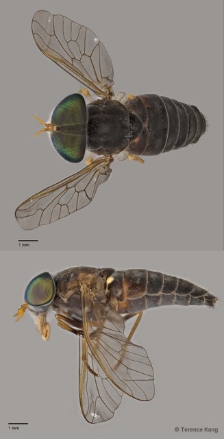 Tabanus sp. "ZRCBDP0016821/ZRCBDP0016840/ZRCBDP0016927/ZRCBDP0016982"