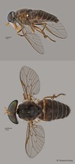 Tabanus sp. "ZRCBDP0016821/ZRCBDP0016840/ZRCBDP0016927/ZRCBDP0016982" • © Terence Kang • All Rights Reserved