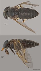 Tabanus sp. "ZRCBDP0016936"