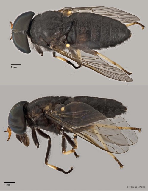 Tabanus sp. "ZRCBDP0016941" • © Terence Kang • All Rights Reserved