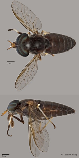 Tabanus sp. "ZRCBDP0016953" • © Terence Kang • All Rights Reserved
