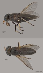 Tabanus sp. "ZRCBDP0016960"