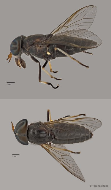 Tabanus sp. "ZRCBDP0016960" • © Terence Kang • All Rights Reserved