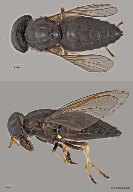 Tabanus sp. "ZRCBDP0016994" • © Terence Kang • All Rights Reserved