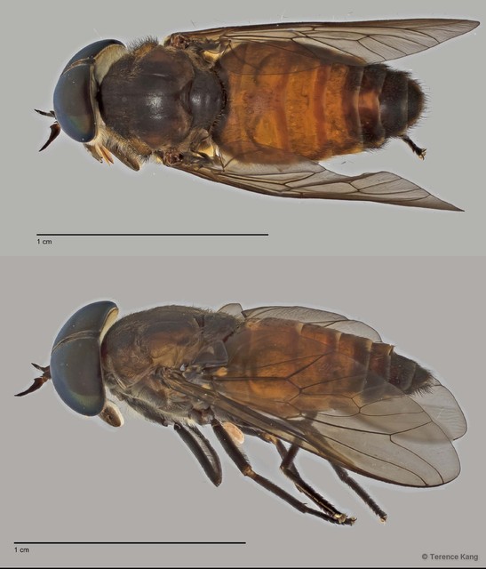 Tabanus sp. "ZRCBDP0017030/ZRCBDP0017176" • © Terence Kang • All Rights Reserved